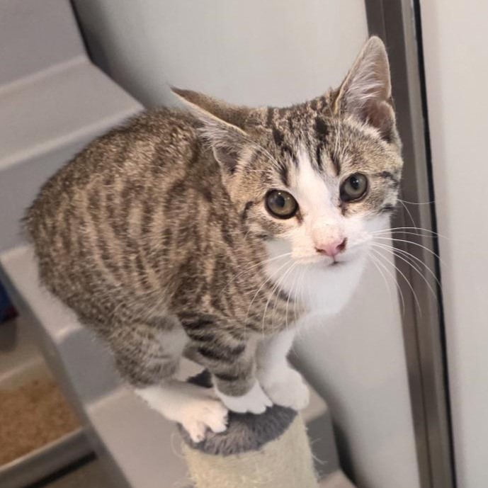 Meet the cats