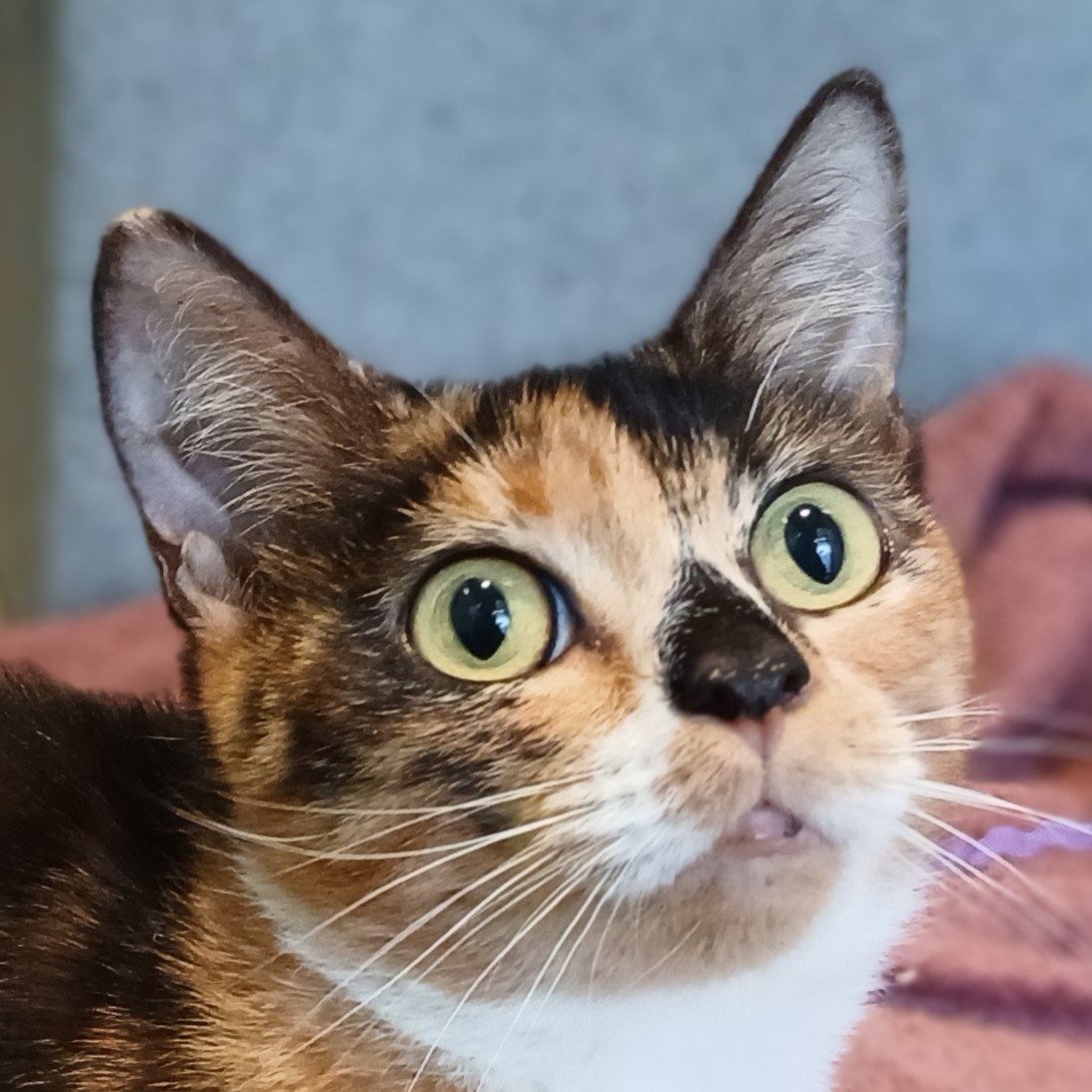 Meet the cats