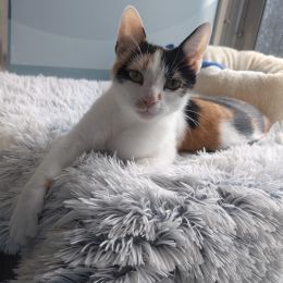 Meet the cats