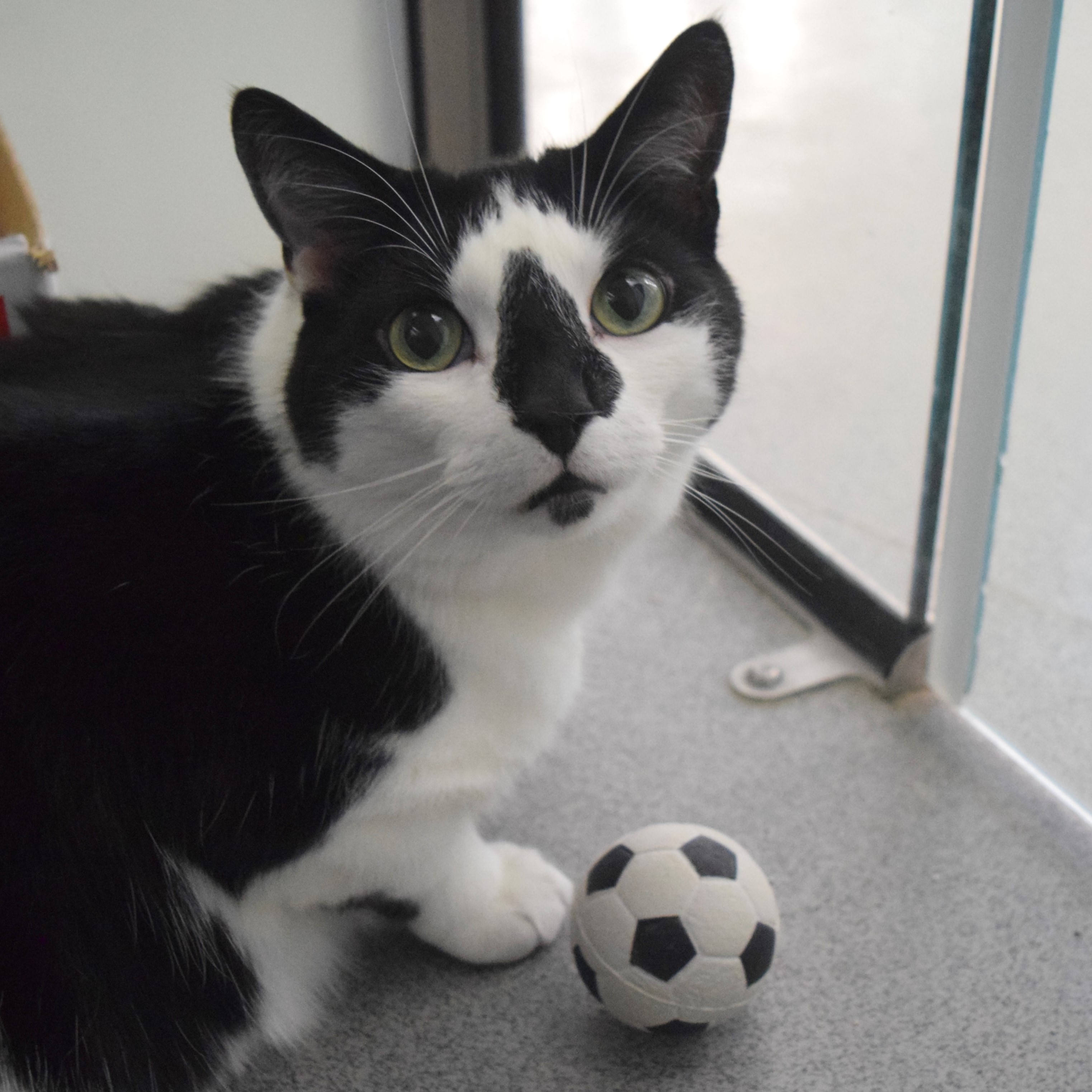 Meet the cats