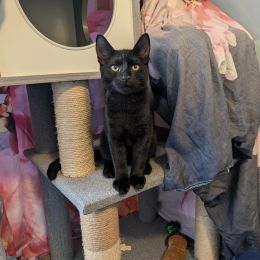 Meet the cats