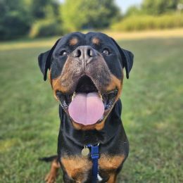 Meet the dogs