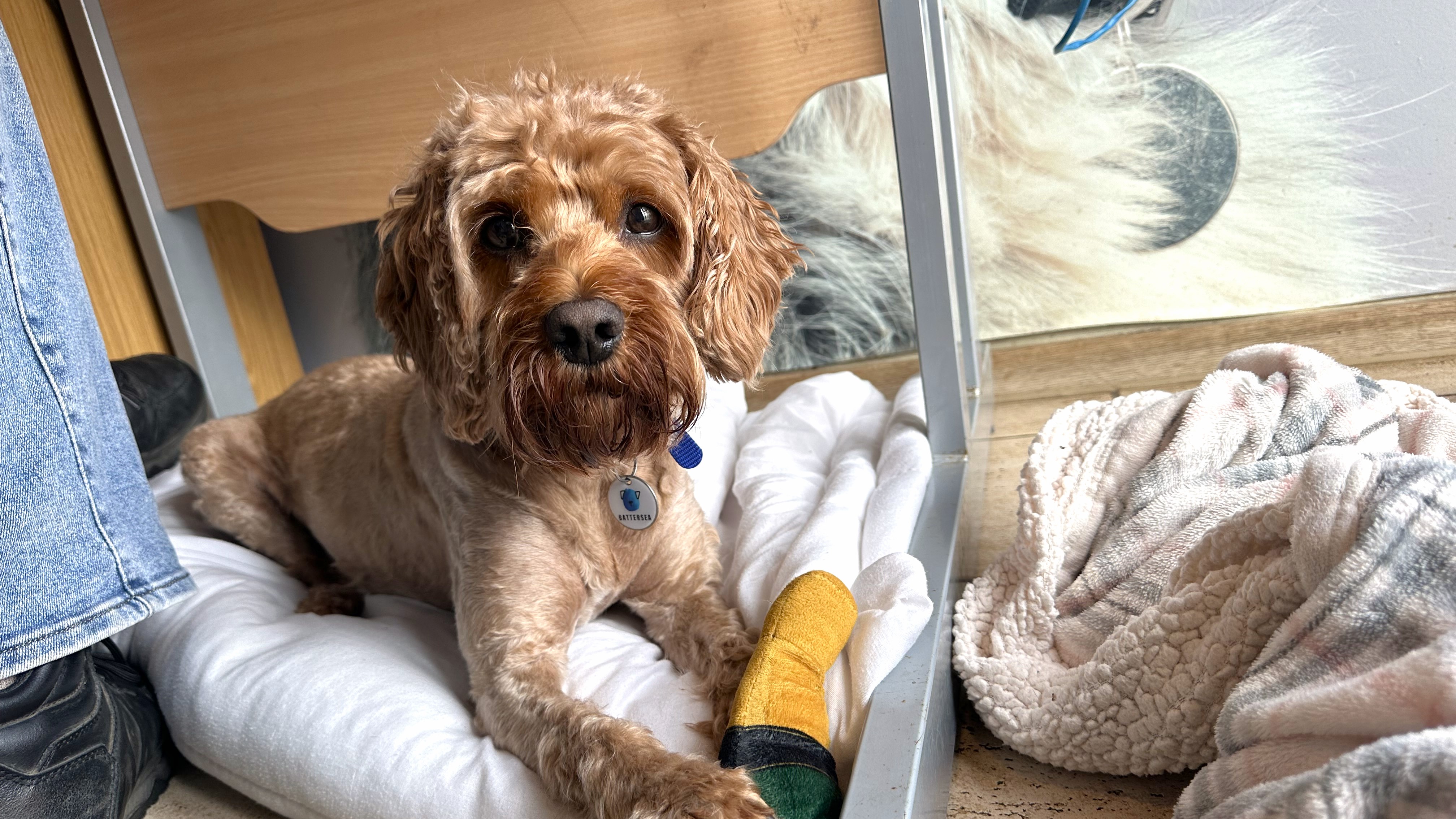 Jack, a 8 years old male Cavalier King Charles Spaniel X Poodle available for adoption from Battersea Dogs & Cats Home in Greater London