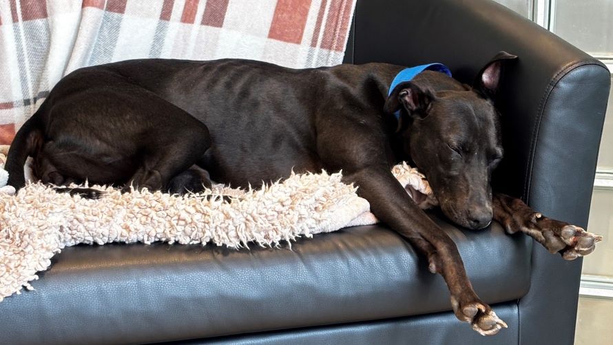 Jasmine, a 4 years old female Lurcher available for adoption from Battersea Dogs & Cats Home in Greater London