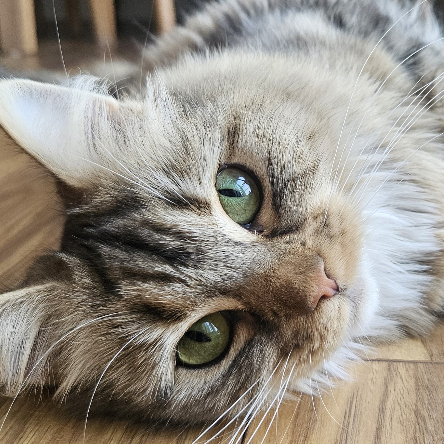 Meet the cats