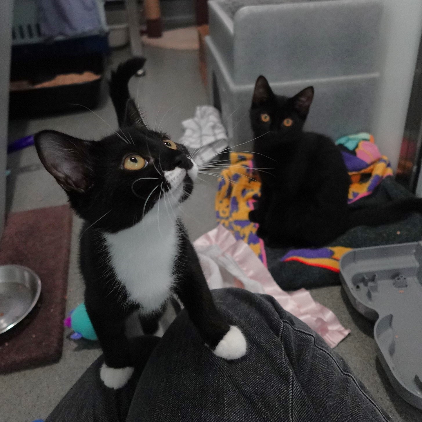 Meet the cats
