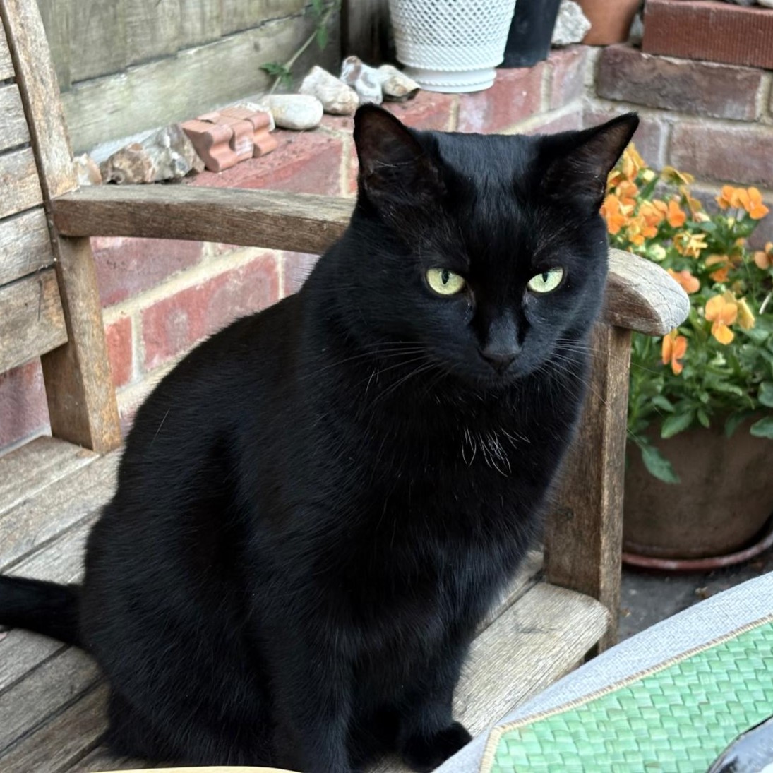 Meet the cats