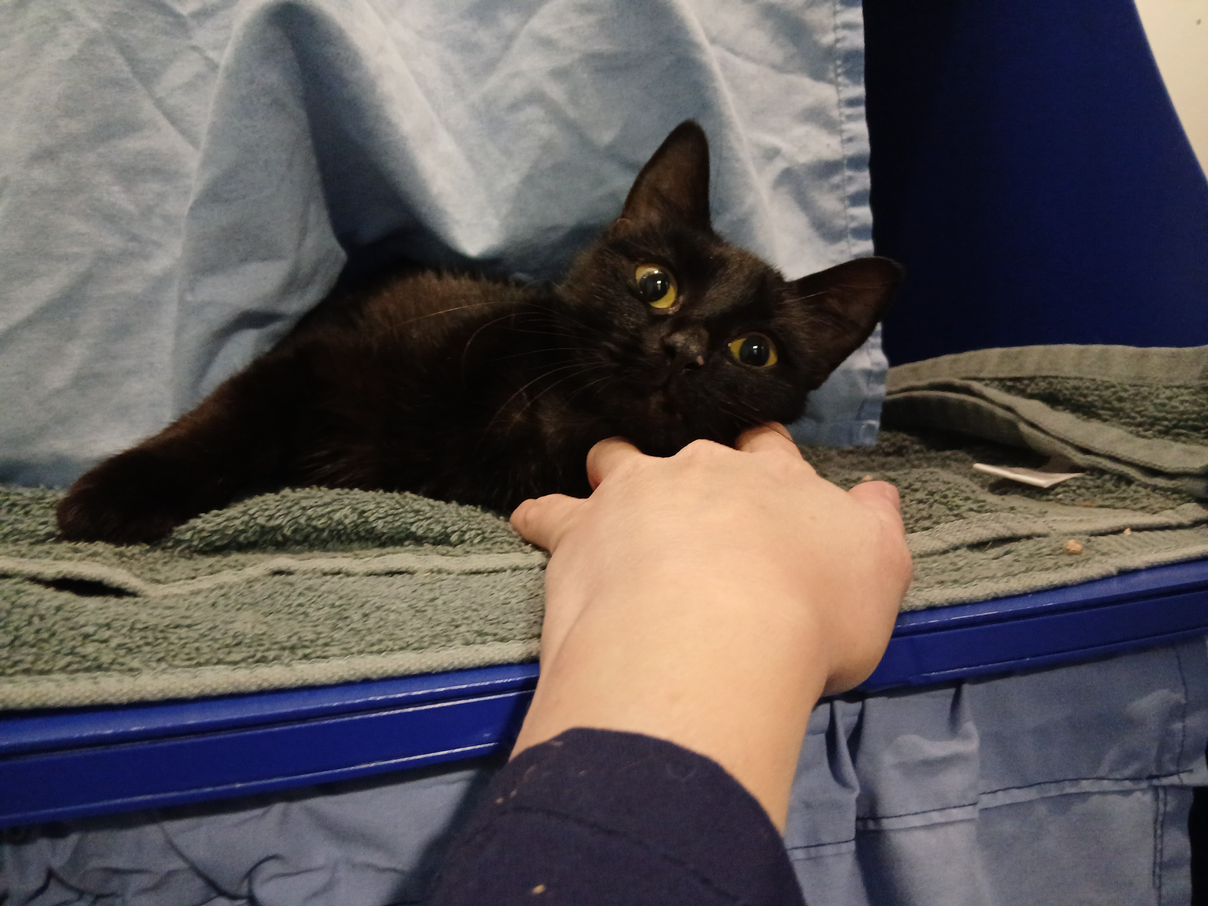 Meet the cats