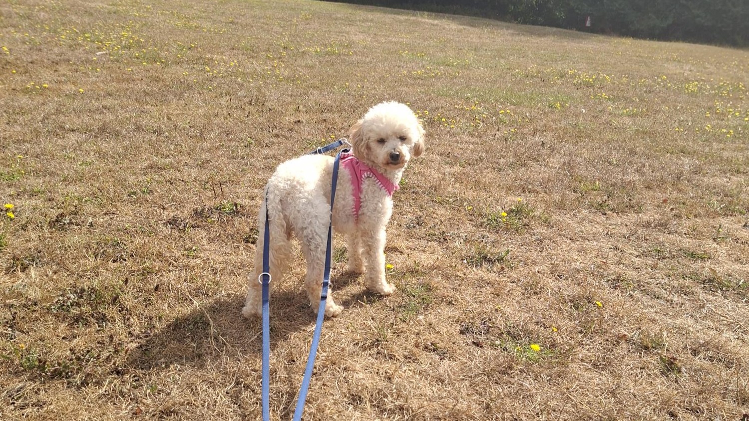 Jake, a 5 years old male Poodle available for adoption from Battersea Dogs & Cats Home in Greater London