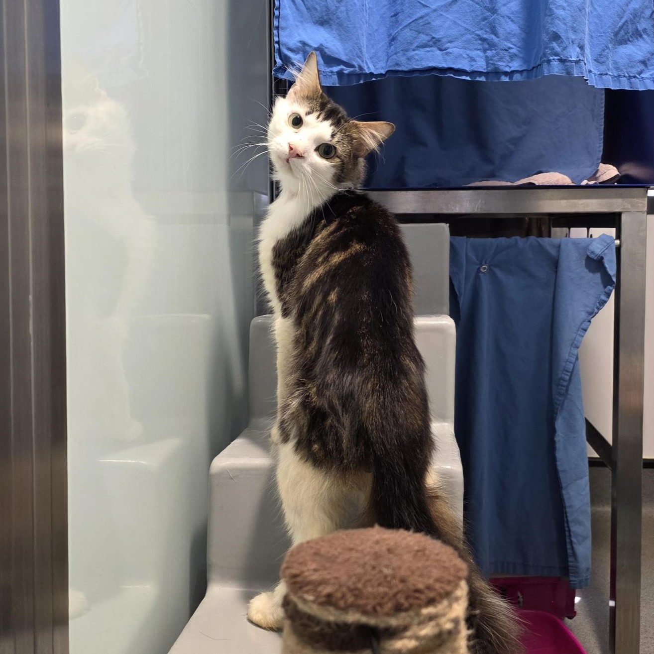 Meet the cats