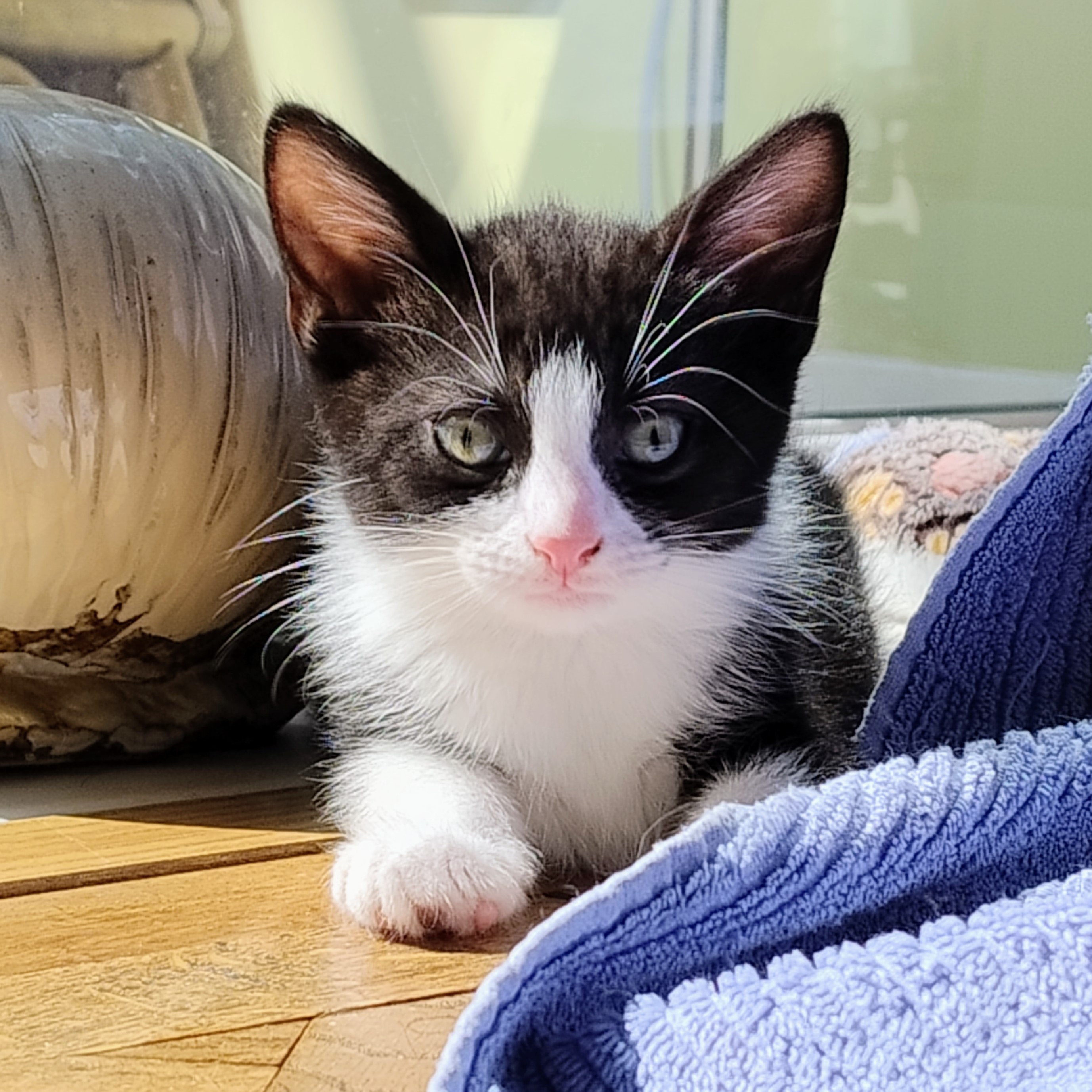 Meet the cats