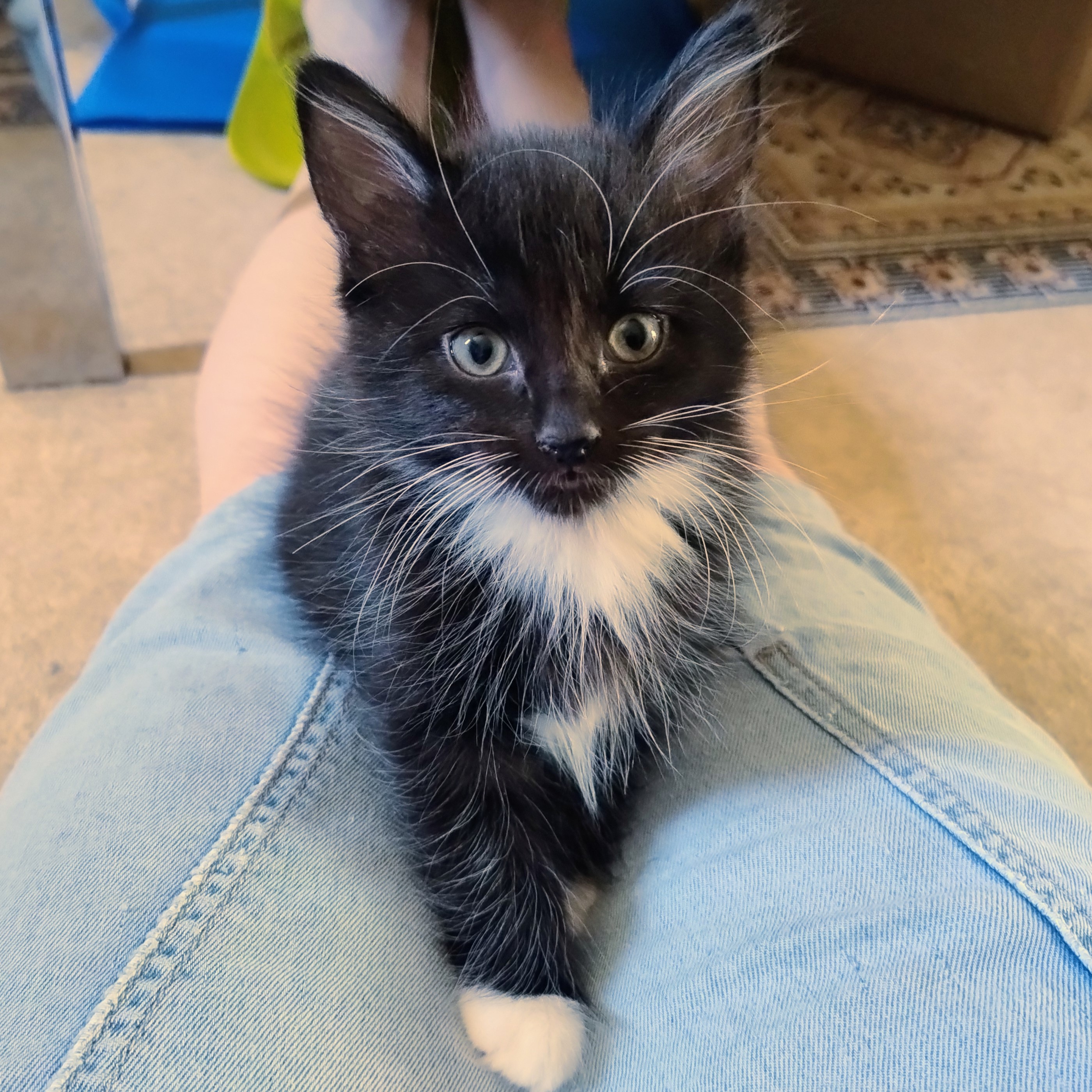 Meet the cats