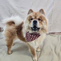 Meet the dogs