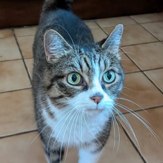 Meet the cats
