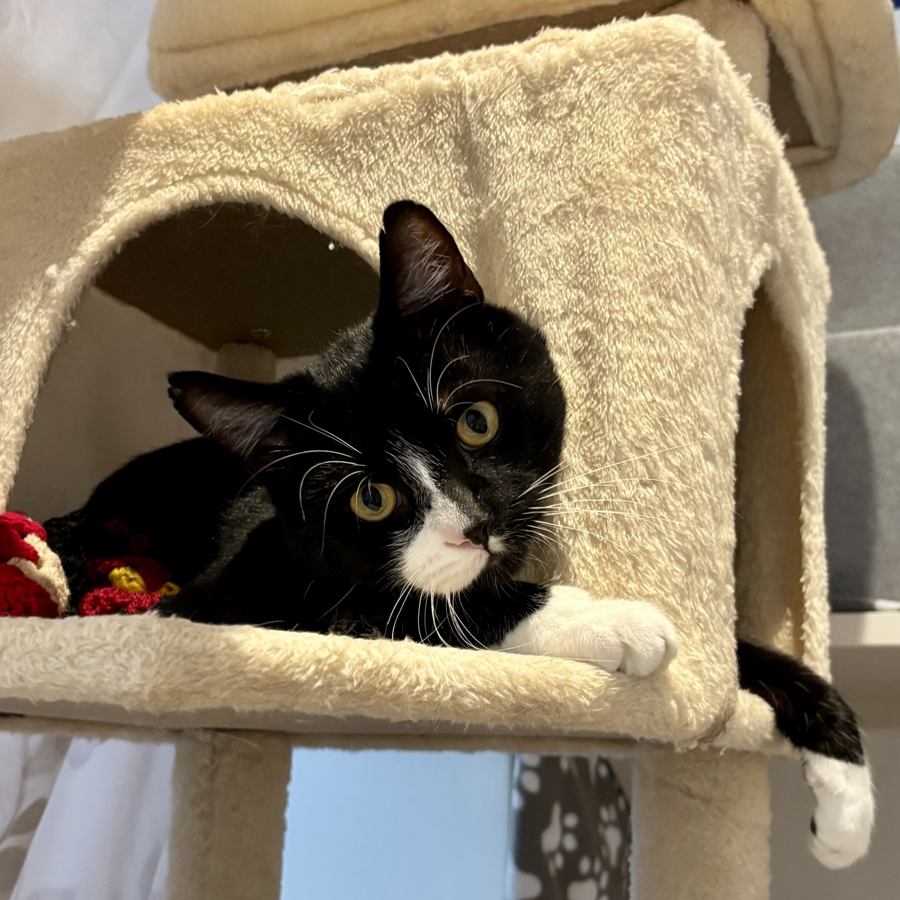Meet the cats