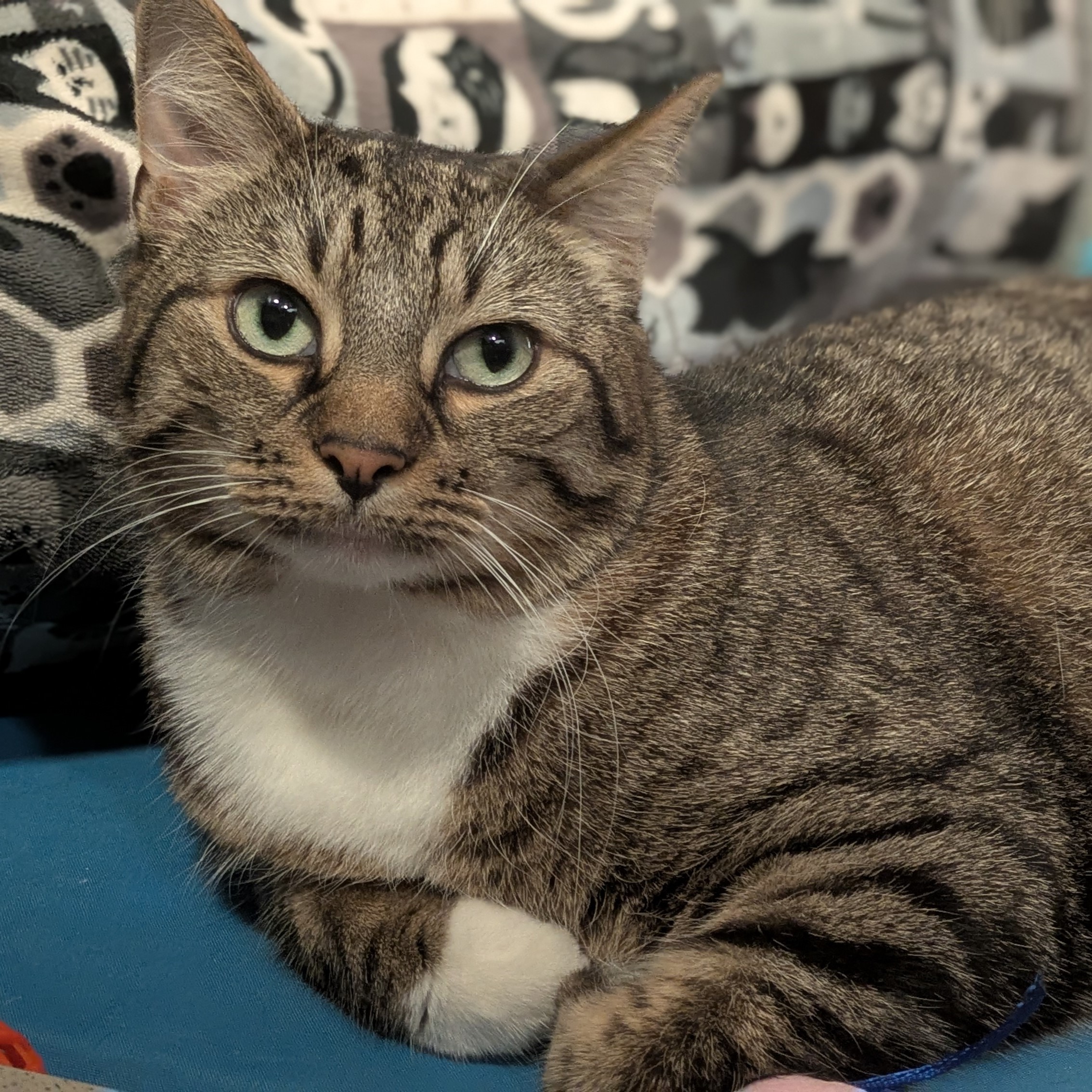 Meet the cats