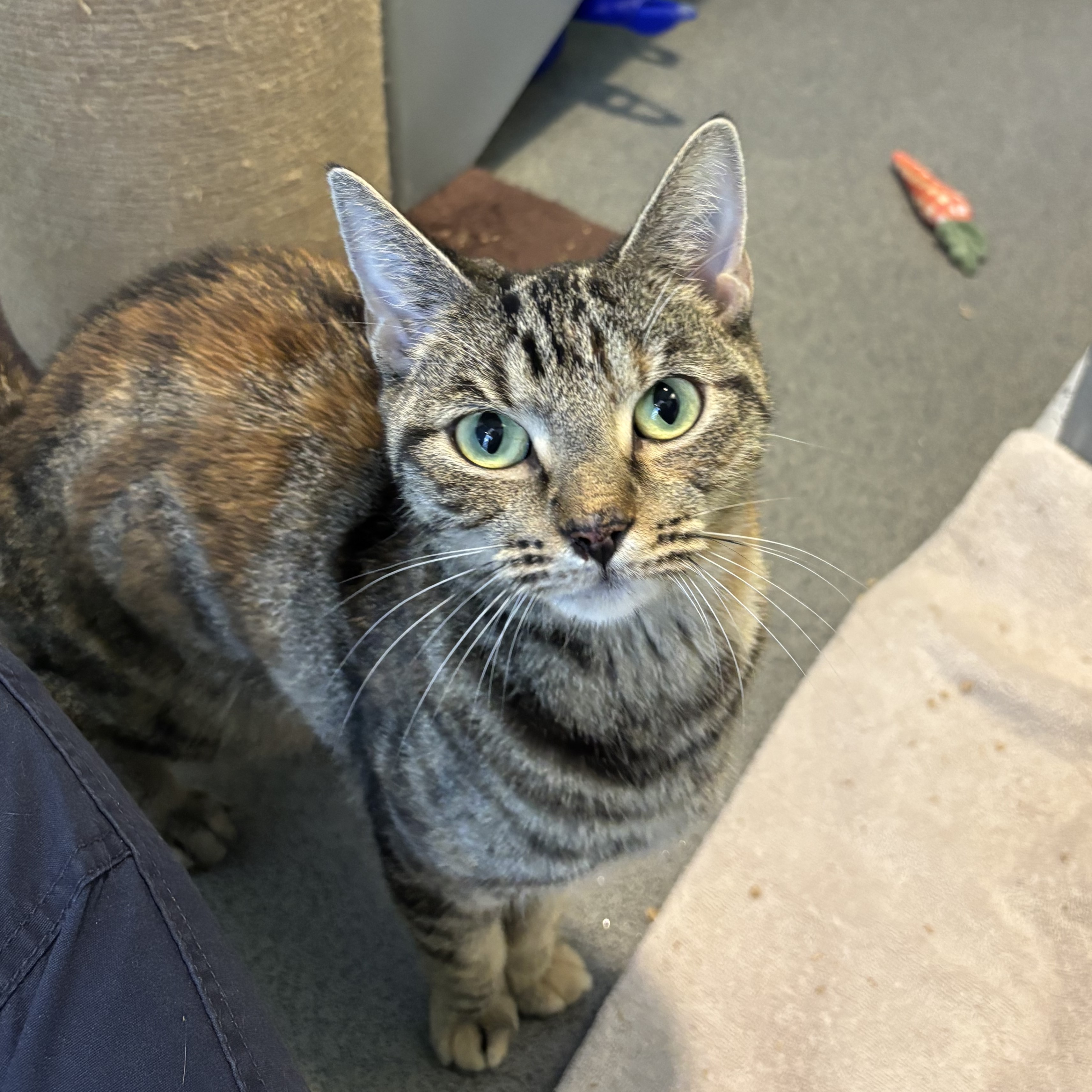 Meet the cats