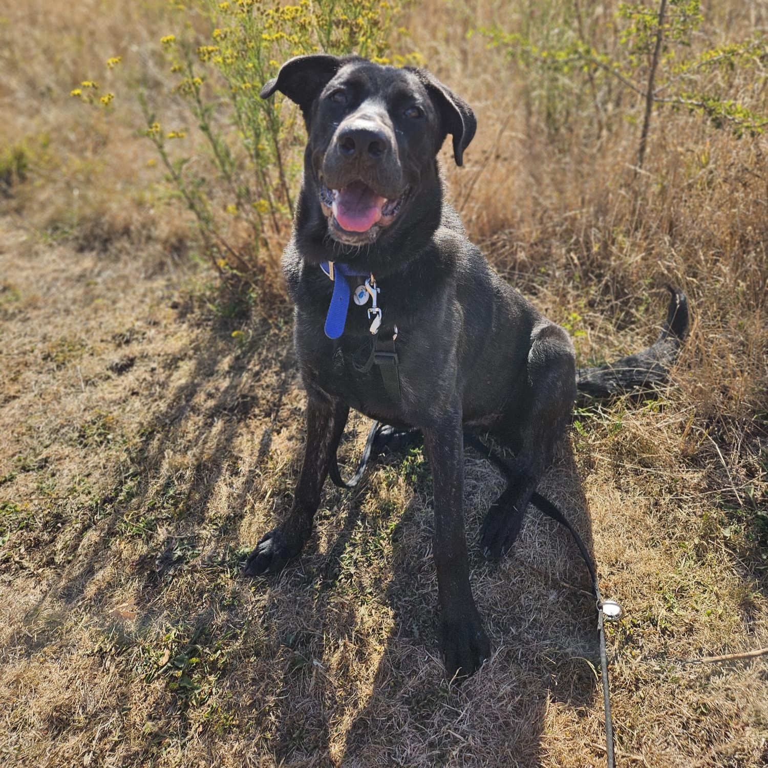 Meet the dogs