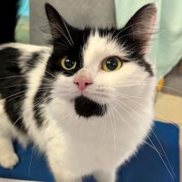 Meet the cats