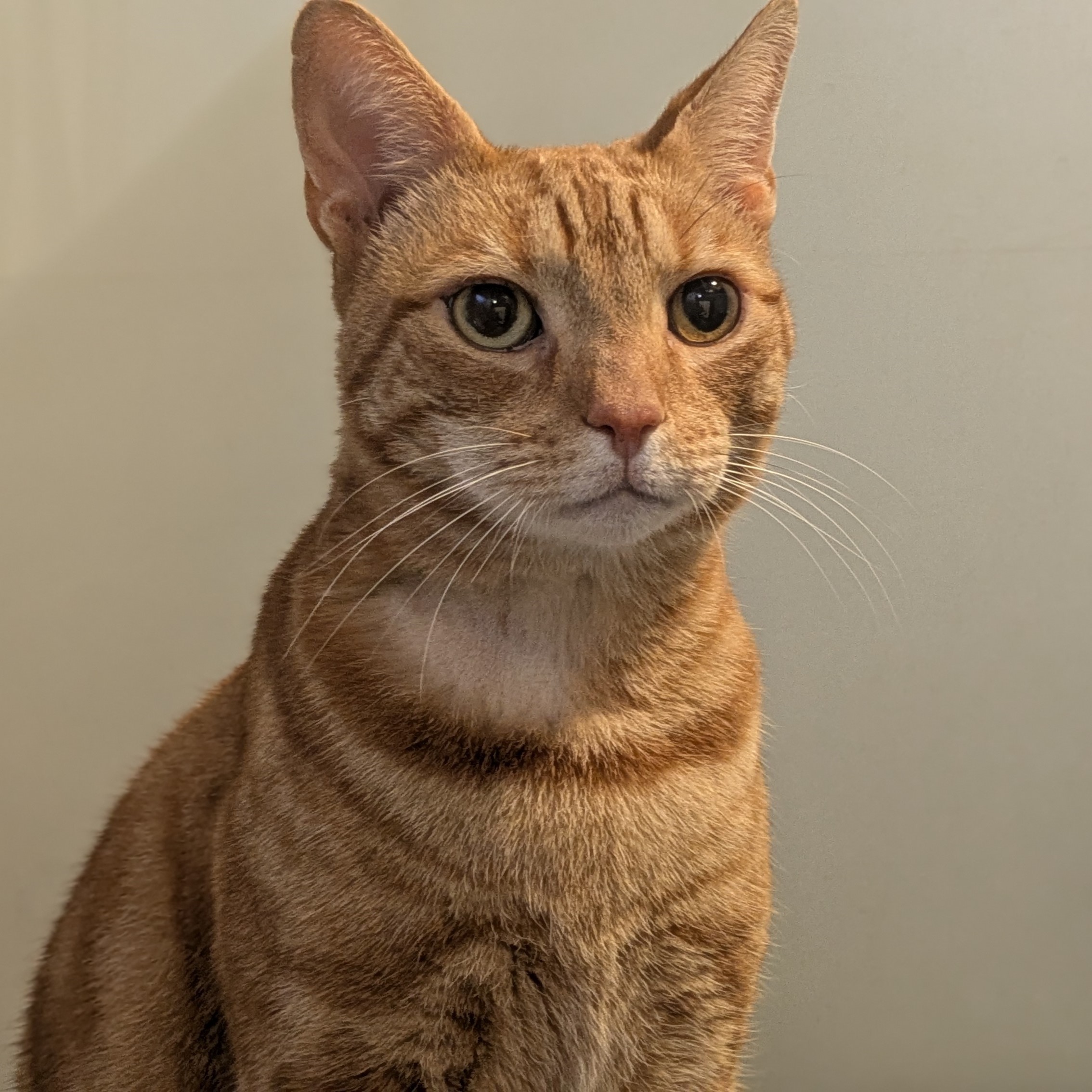 Meet the cats