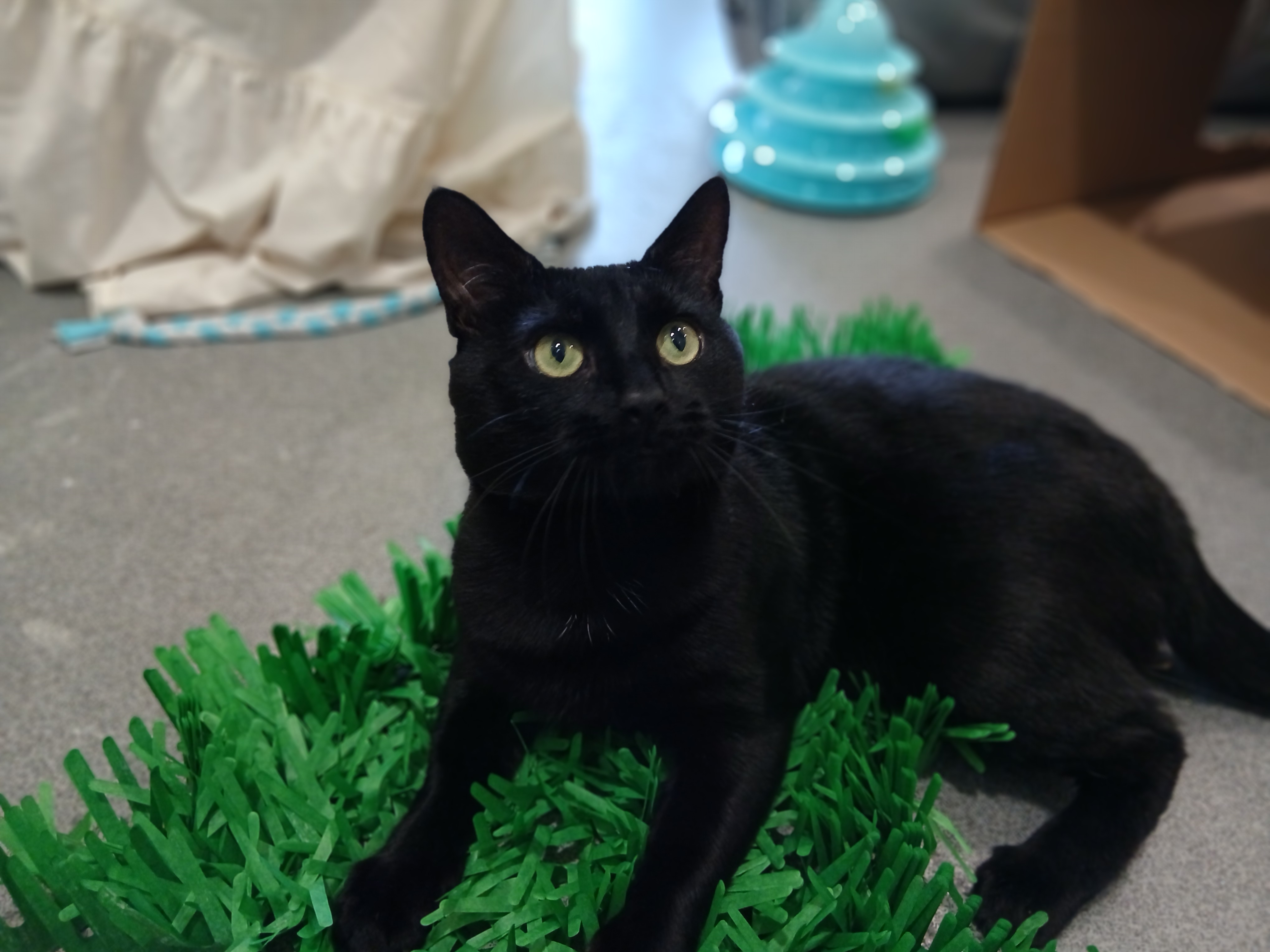 Meet the cats