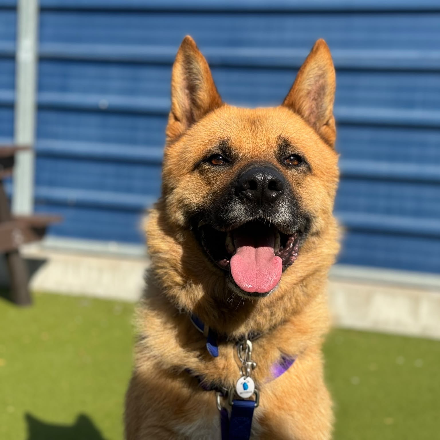 Meet the dogs