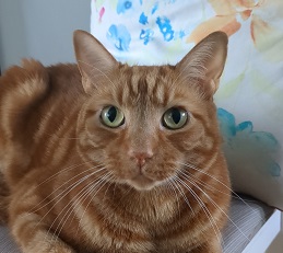 Meet the cats