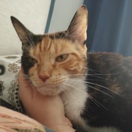 Meet the cats