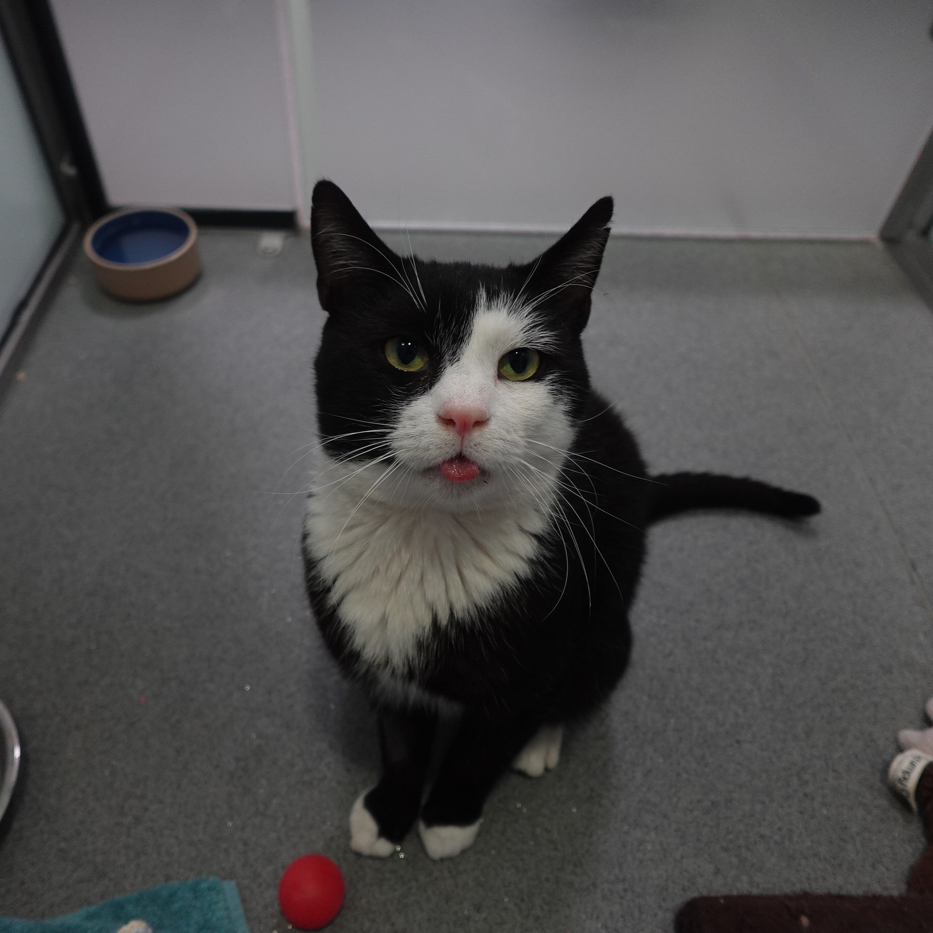 Meet the cats