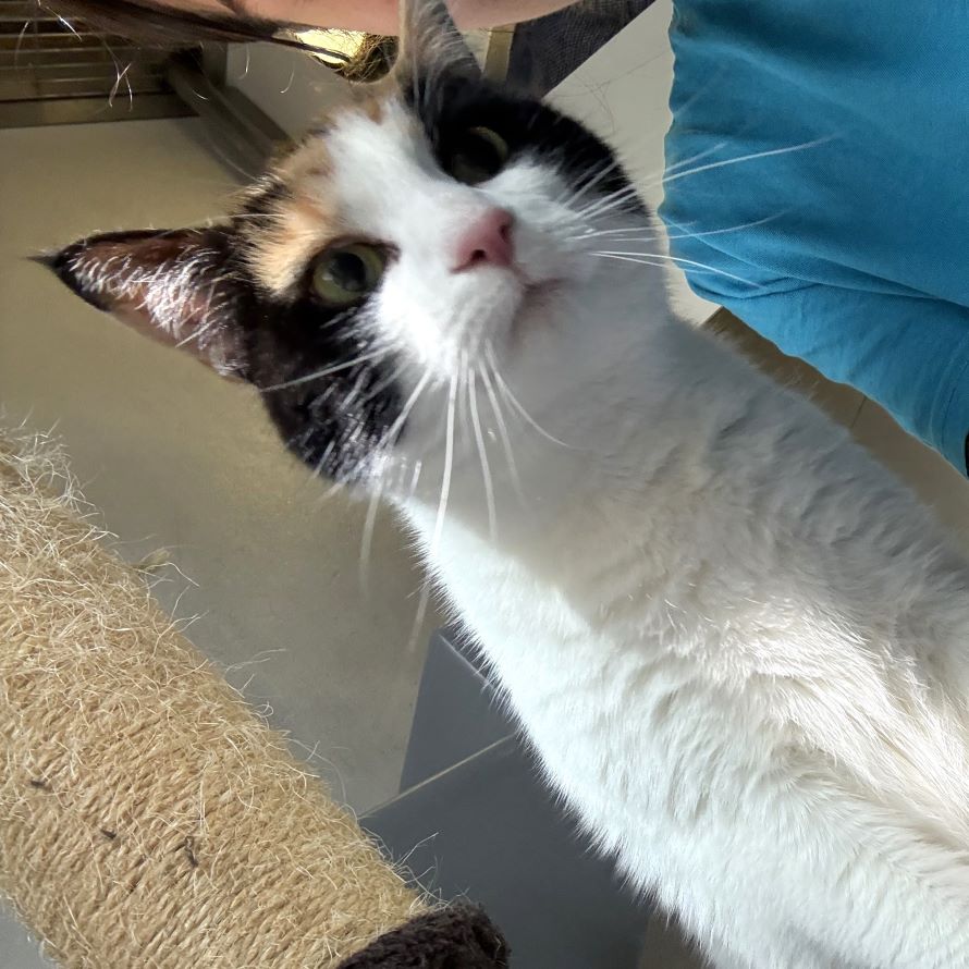 Meet the cats