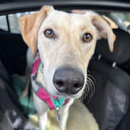 Meet the dogs