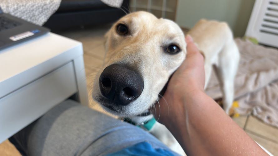 Michael, a 1 year old male Lurcher available for adoption from Battersea Dogs & Cats Home in Greater London