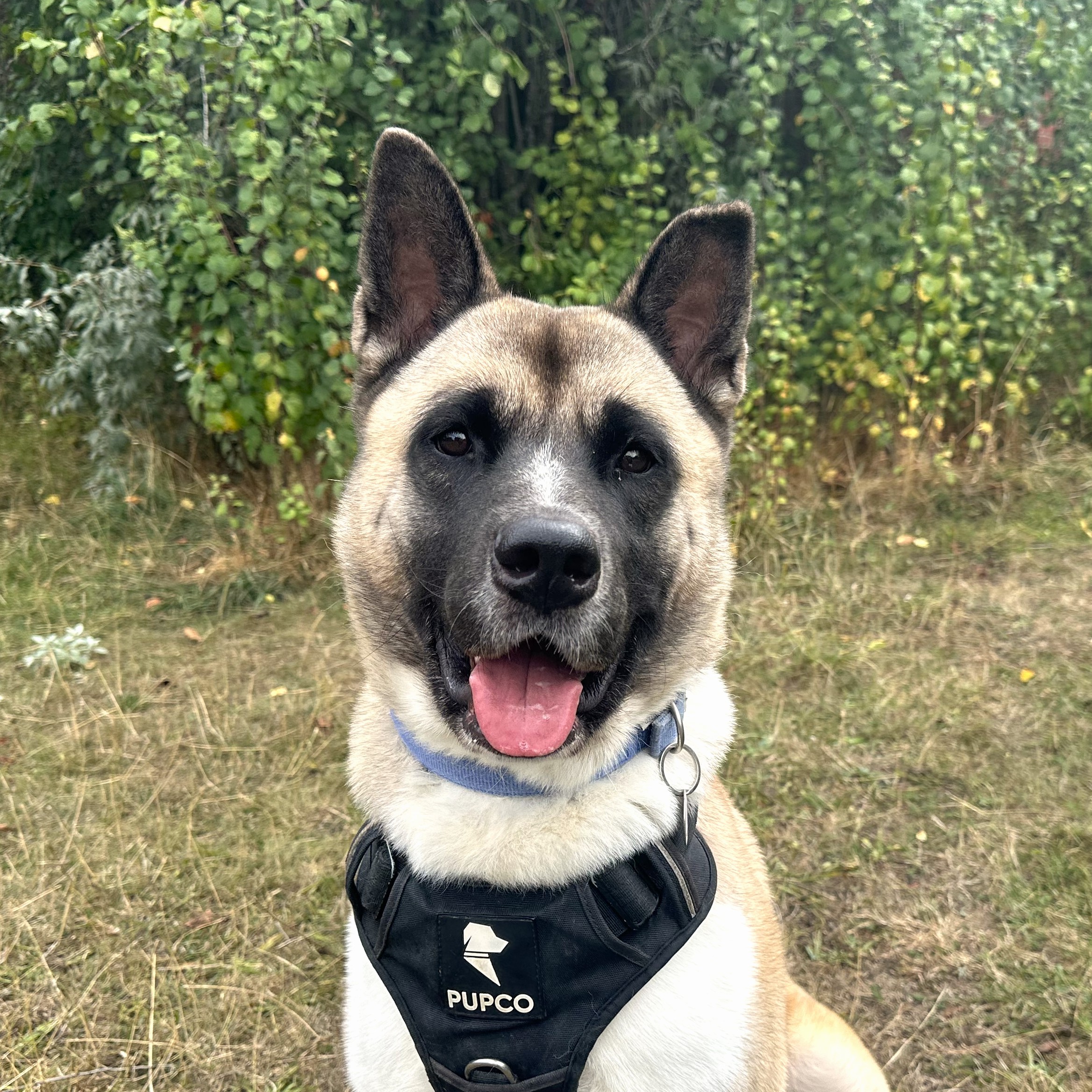 Meet the dogs