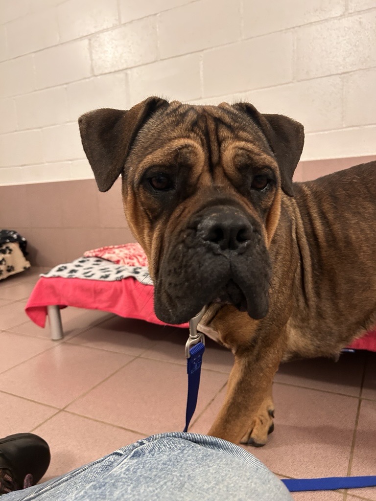 Nutmeg, a 1 year old female Staffordshire Bull Terrier available for adoption from Battersea Dogs & Cats Home in Greater London