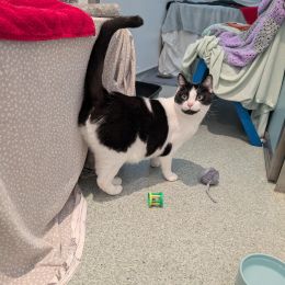 Meet the cats