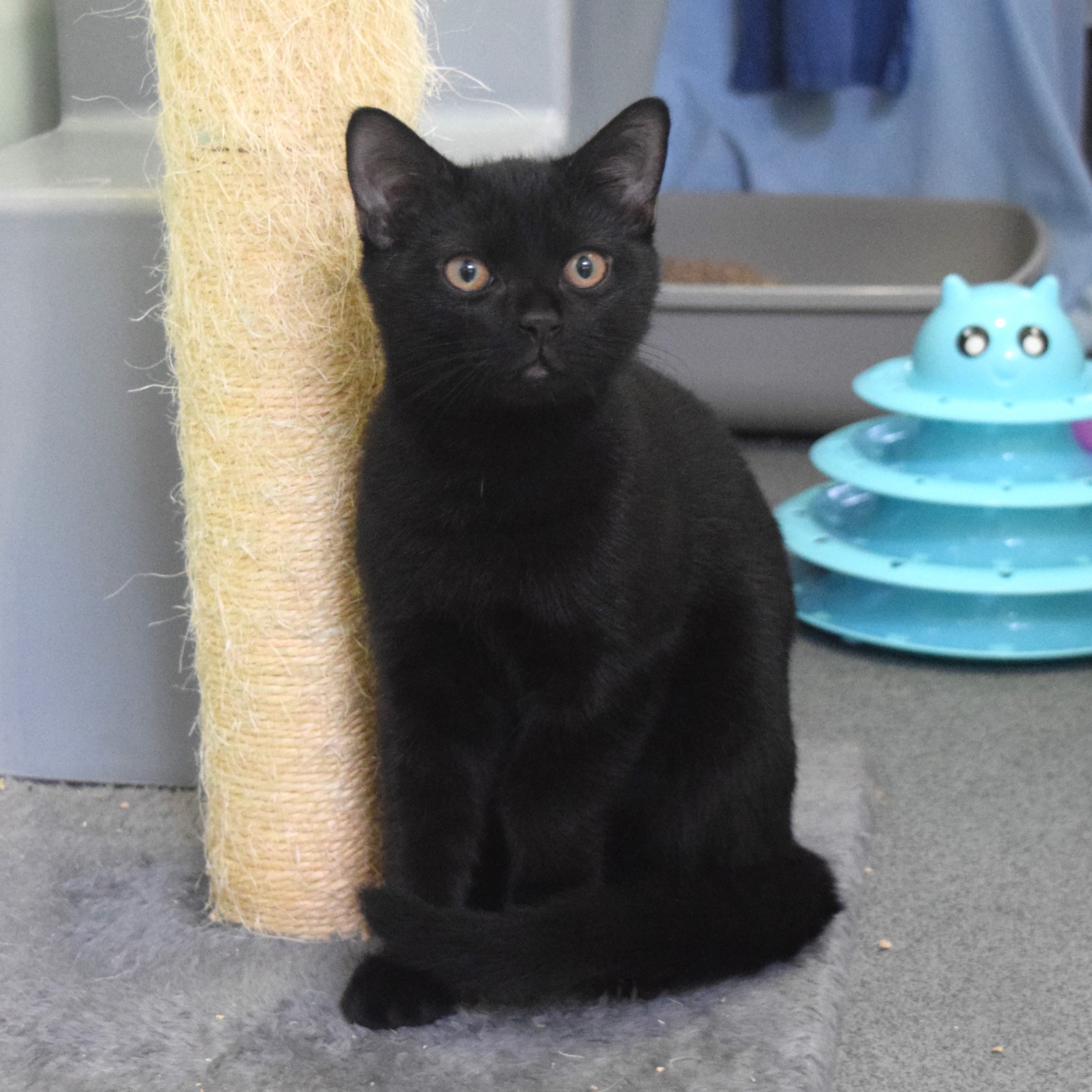 Meet the cats