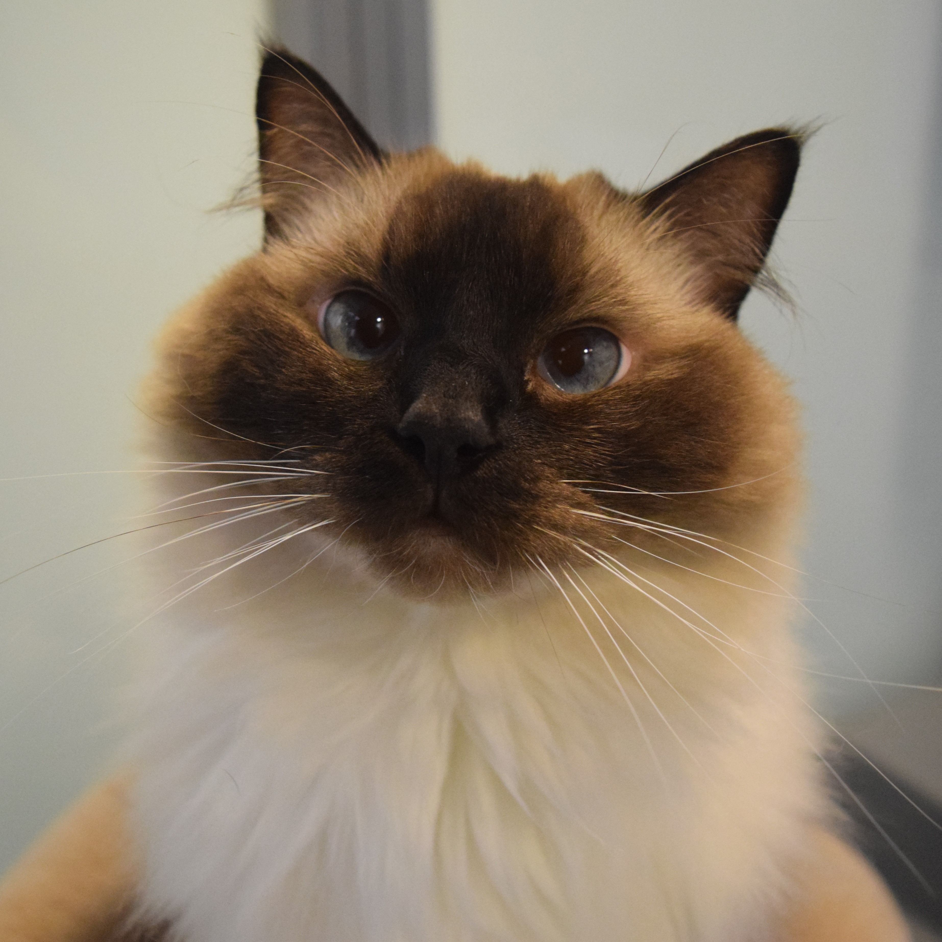 Meet the cats