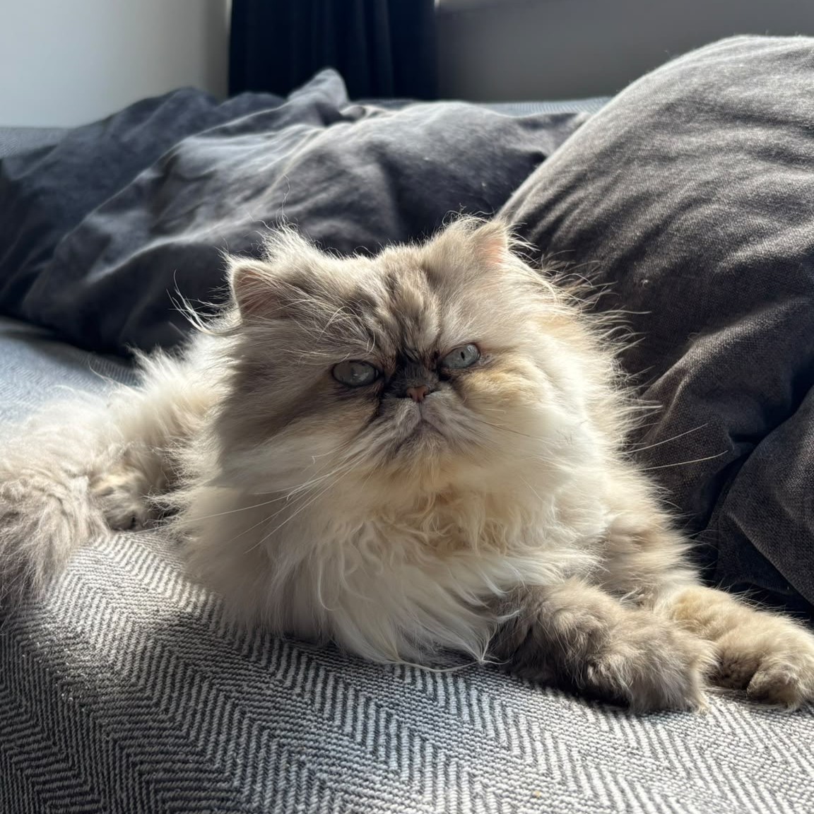 Meet the cats