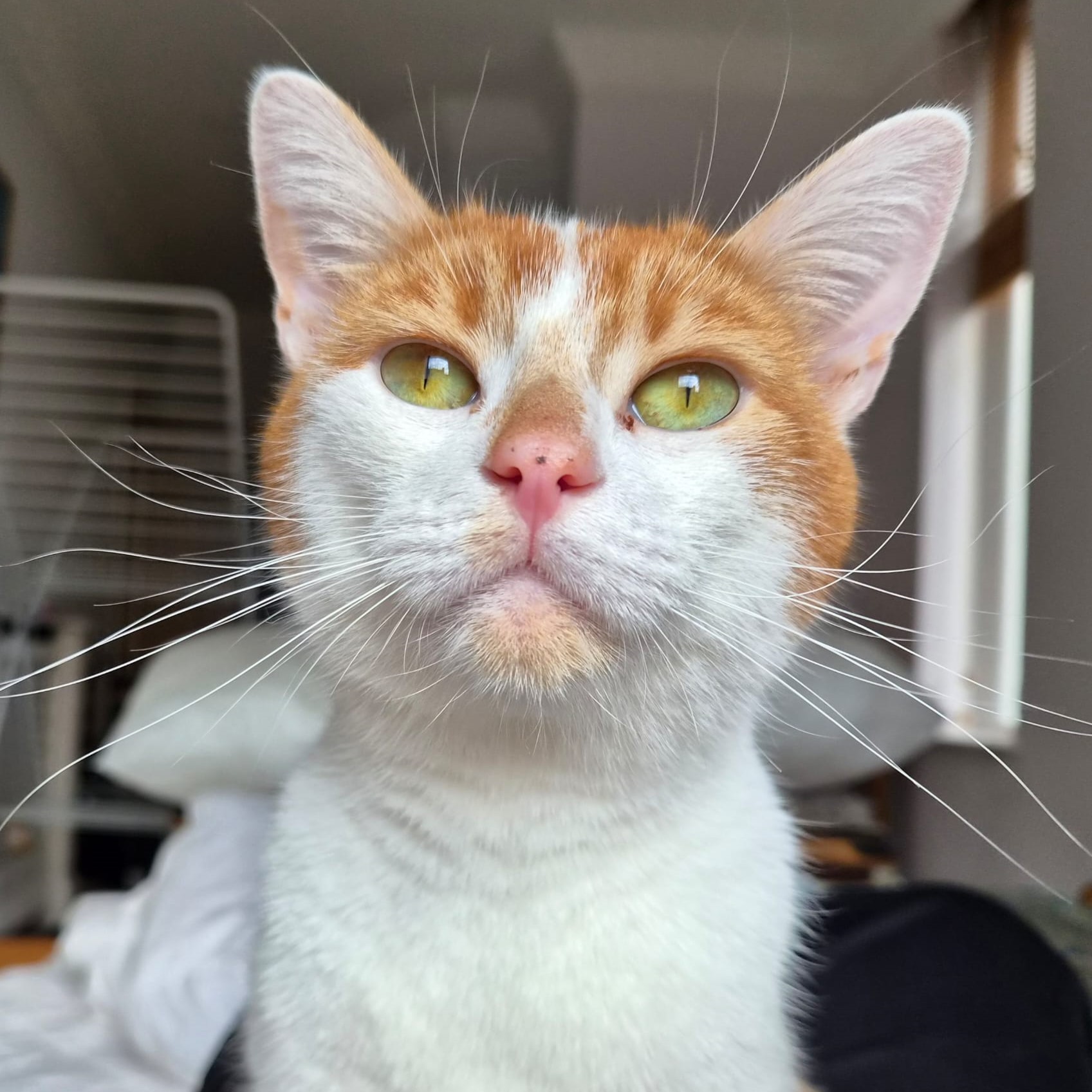 Meet the cats