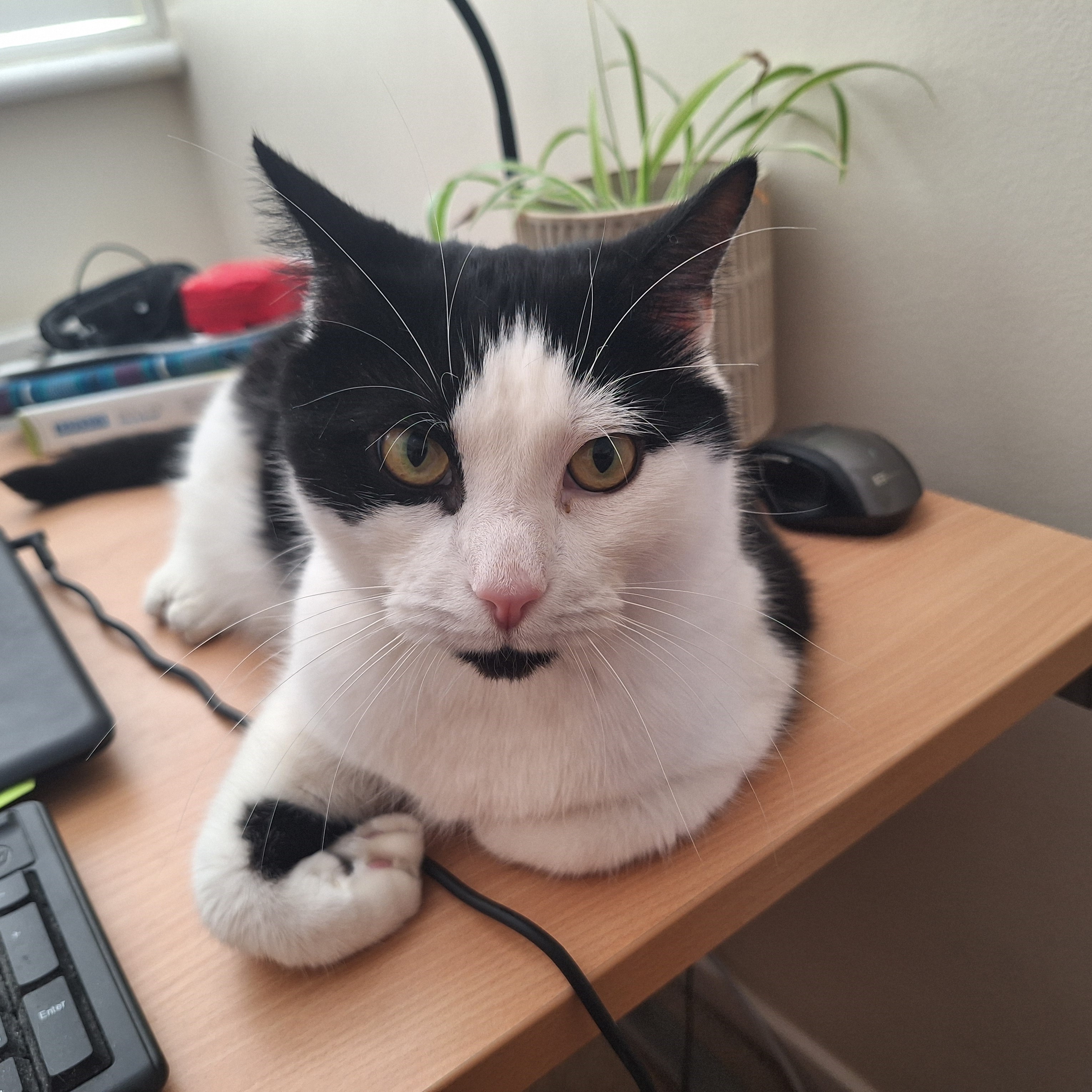 Meet the cats
