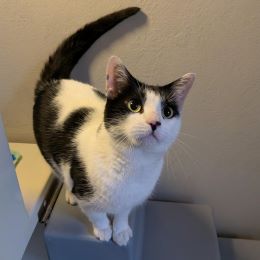 Meet the cats