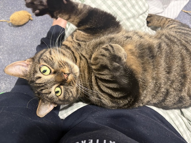 Meet the cats