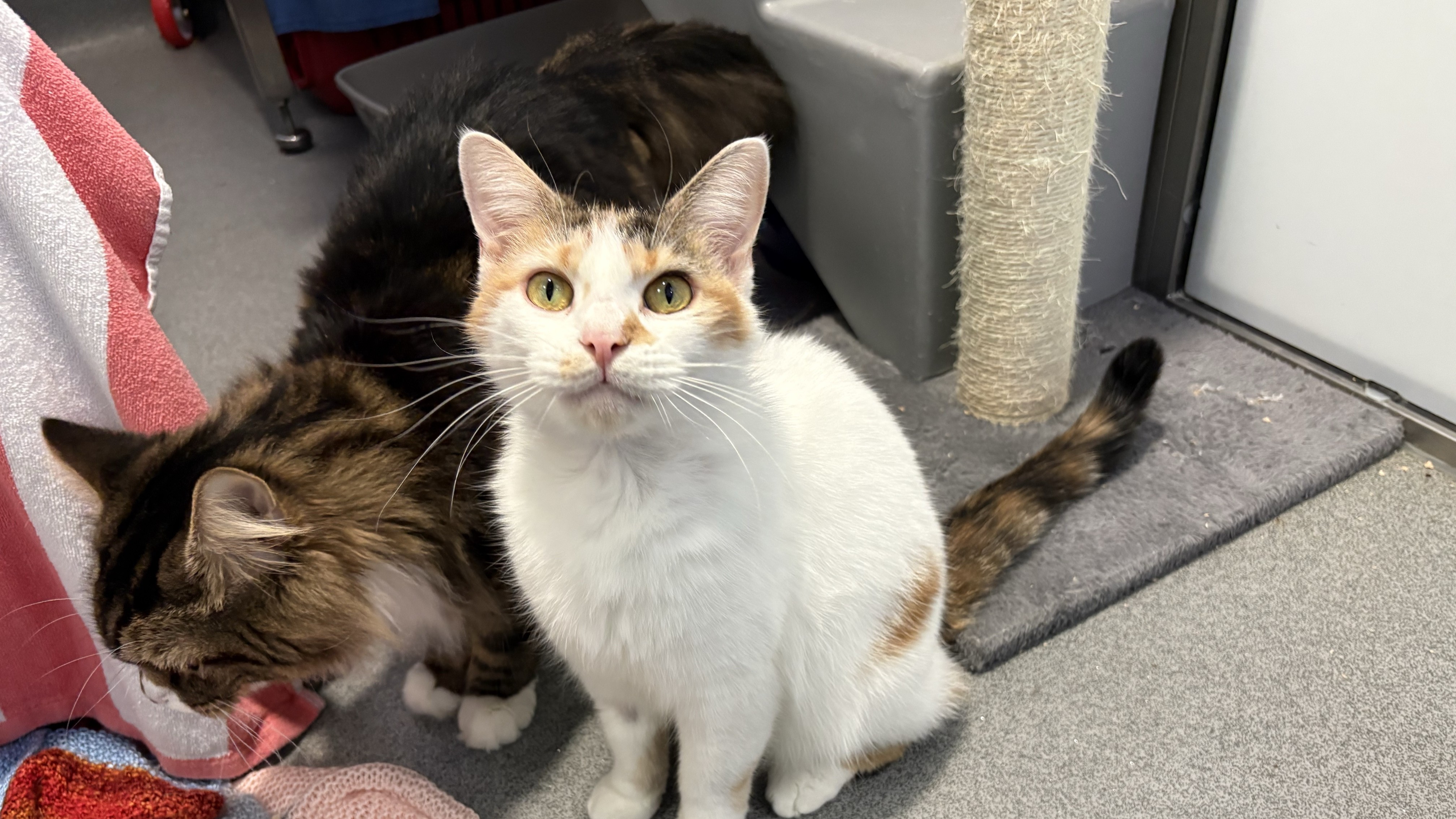 Meet the cats