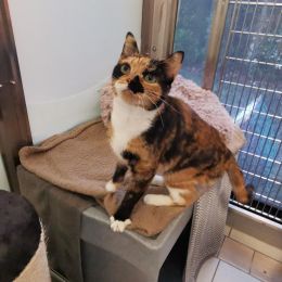 Meet the cats
