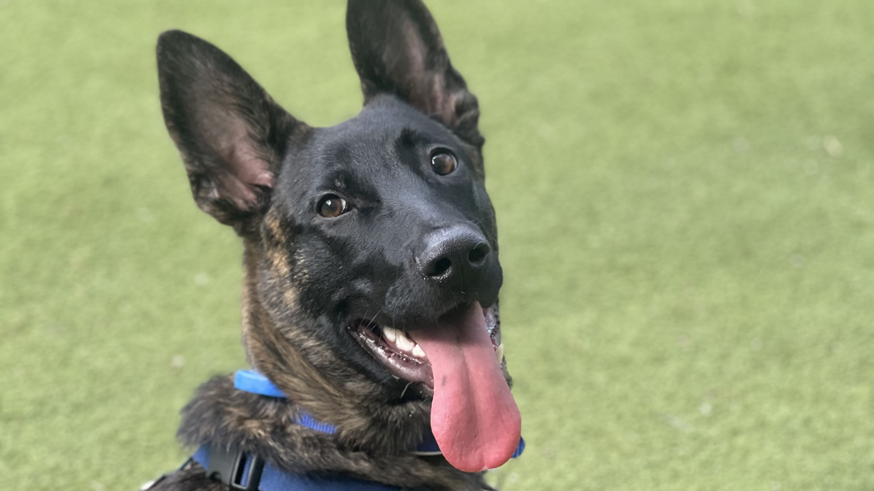 Patch, a 6 months old male Dutch Shepherd available for adoption from Battersea Dogs & Cats Home in Greater London