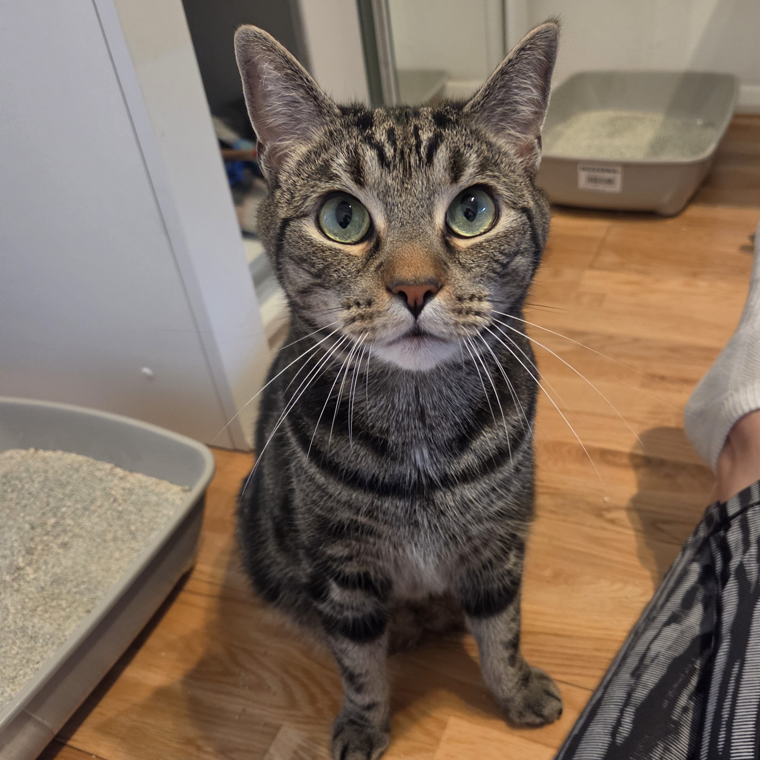 Meet the cats
