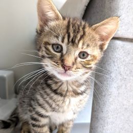 Meet the cats