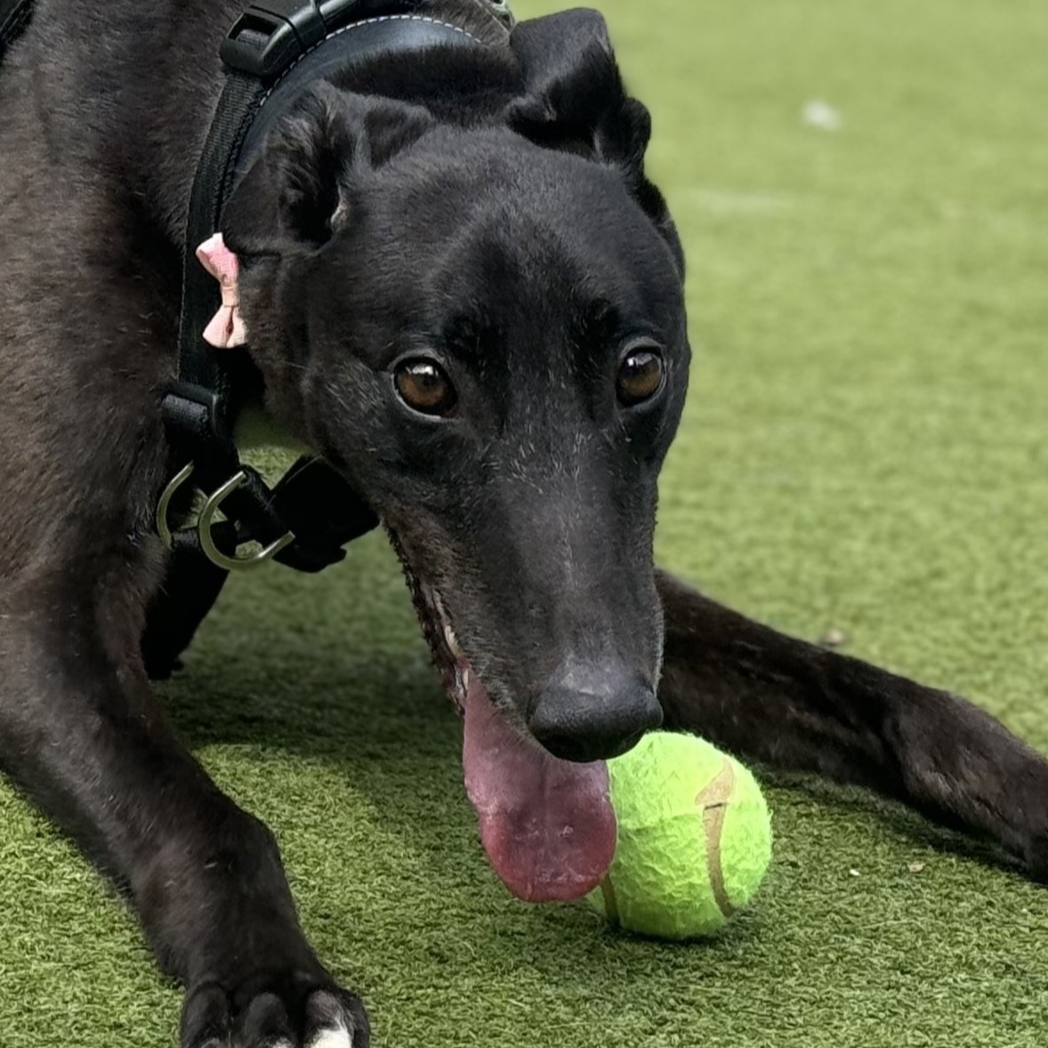 Meet the dogs | Battersea Dogs & Cats Home
