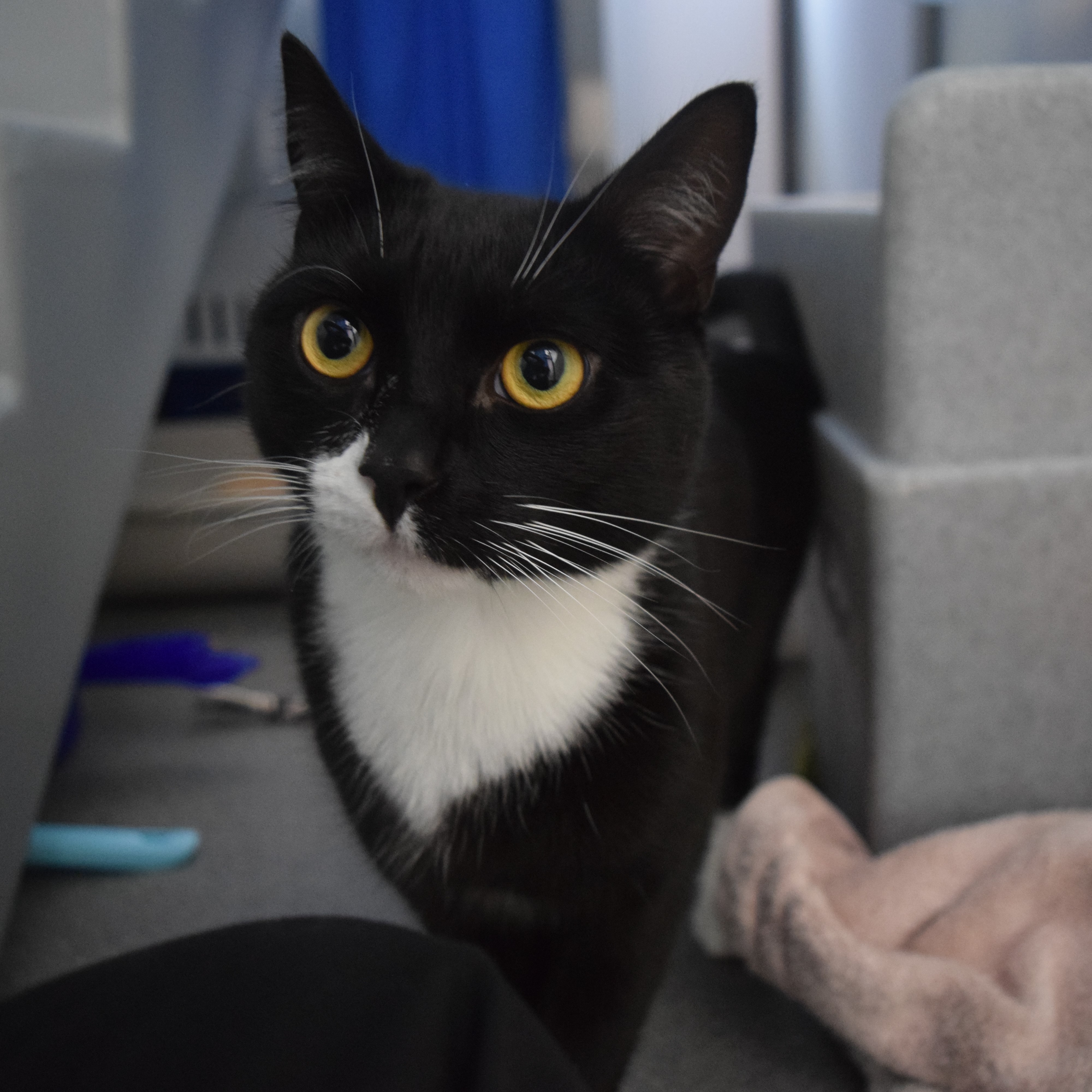 Meet the cats