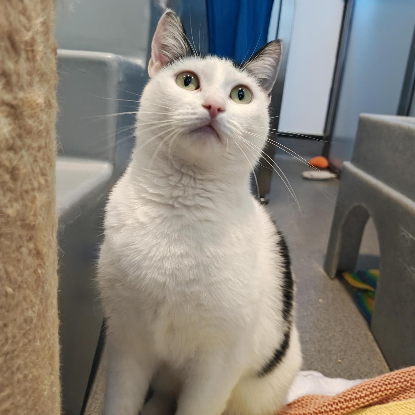 Meet the cats